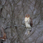 2012年全年彩票开奖结果完整历史数据汇总 3wzlxx