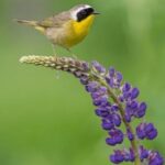 2013105期双色球开奖时间具体安排公布 v9m26rk019